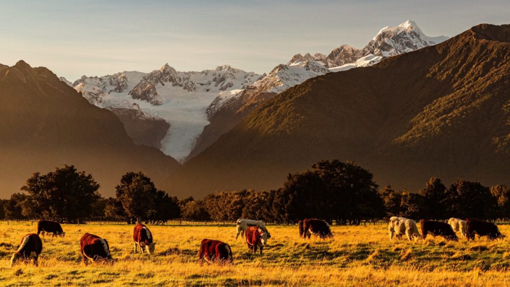 Fox Glacier in he morning sun