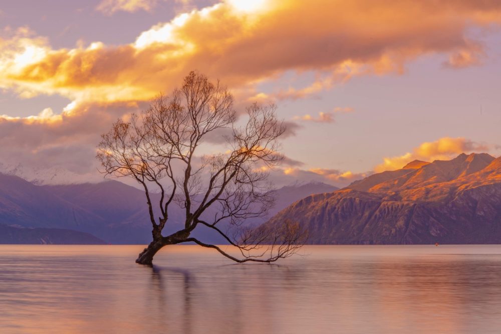 That Wanaka Tree